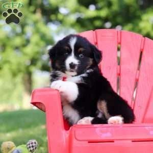 Roamer, Miniature Australian Shepherd Puppy